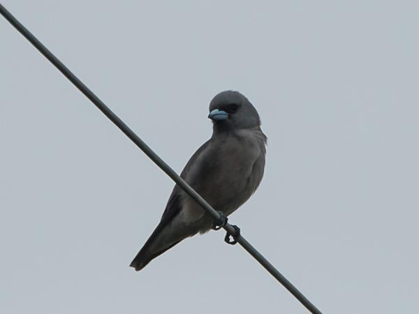 <h3><a href="/trips/srilanka/biota/animalia/chordata/aves/040 passeriformes/041 artamidae/artamus fuscus/artamus fuscus-nl.html">Artamus&nbsp;fuscus</a> / Ashy&nbsp;woodswallow / Grijze&nbsp;spitsvogel</h3>NIKON D500 met AF-S Nikkor 80-400mm f/4.5-5.6G ED VR, 1/8000 sec  bij F6.3, ISO 400, afstand 14.9&nbsp;m